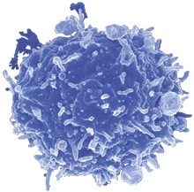 linfocitos-t-reguladores